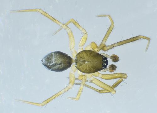Réf. 239 580 : Agyneta mollis